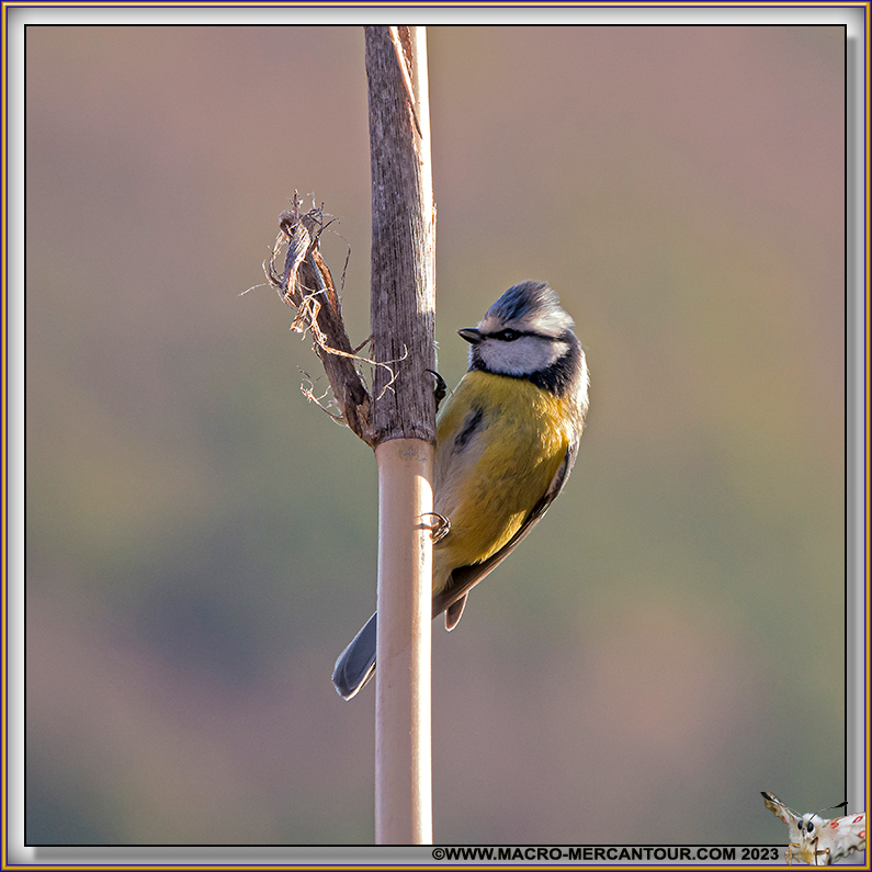 Mésange bleue